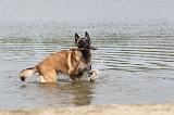 MALINOIS 468